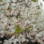 桜井神社