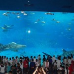 美ら海水族館　おっきかったー