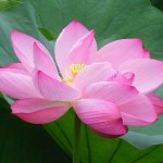 おまけ：蓮の花・・癒されませんか？私だけ？！