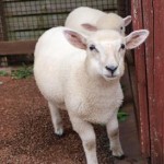かわいい子ひつじちゃん