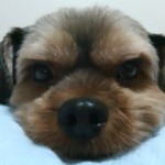 090825_233002 こんなん出ました。