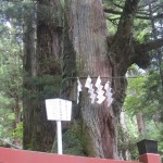 img_5371 img_5371