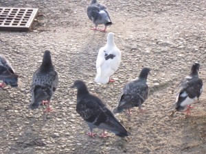 img_1065