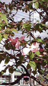 20110428072100001