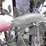 20110520162500011