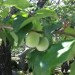 img_542011