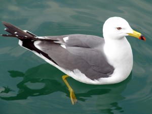gull_in_water3