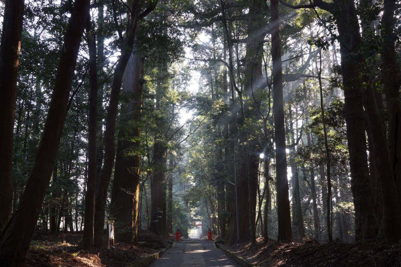 狭野（さの）杉の巨木が立ち並ぶ参道