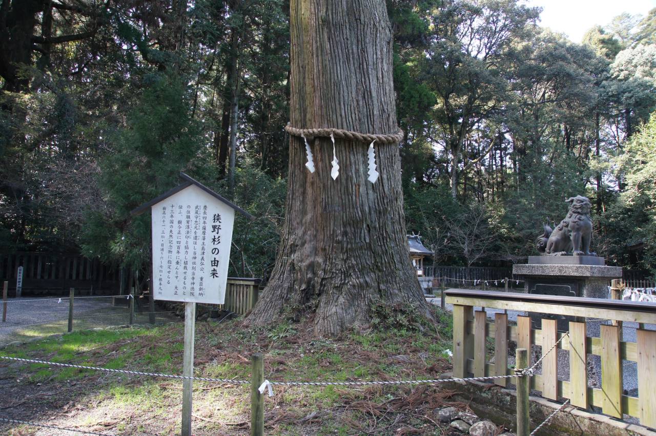 狭野（さの）杉の由来